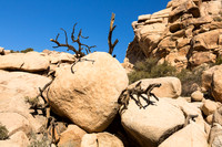 Boulder grabbed by dead tree