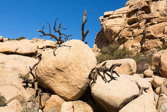 Boulder grabbed by dead tree