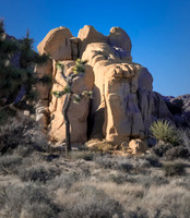 Elephant Rear, Joshua Tree NP