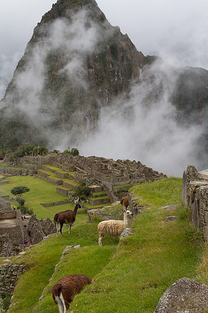 Llama's in Machu Picchu #!
