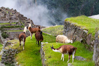 Llama's in Machu Picchu #2