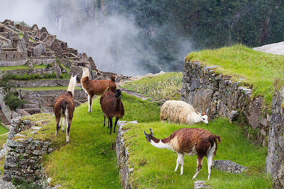 Llama's in Machu Picchu #2