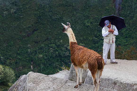 Machu Picchu Llama and Texter
