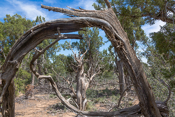 Tree in Arch, Mesa Verde NP, CO