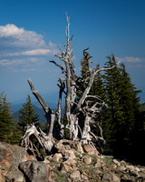 Snag, Lassen National Park - 03