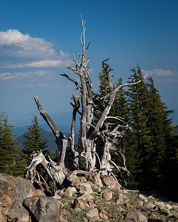 Snag, Lassen National Park - 03