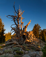 Snag in Lassen - 01