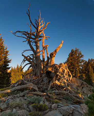Snag in Lassen - 01
