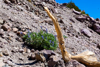 Lupine on Lassen - 01