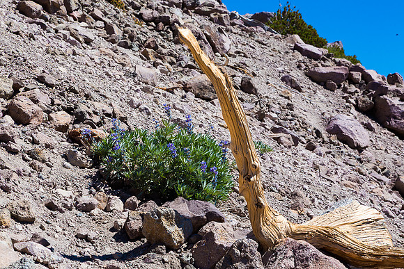Lupine on Lassen - 01
