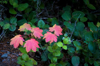 Wildflowers on Silver Falls Loop Trail