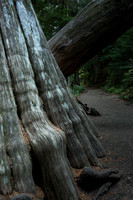 Western Cedar Tree Trunk