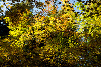Fall Color at in the Grove of the Patriarchs