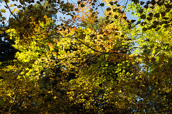 Fall Color at in the Grove of the Patriarchs