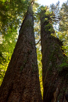 Douglas fir in the Grove of the Patriarchs
