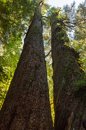 Douglas fir in the Grove of the Patriarchs