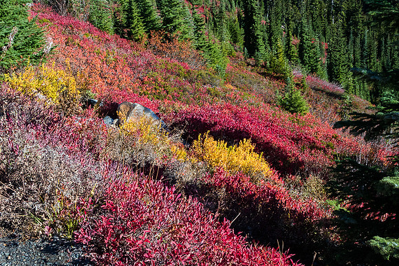 Fall Color at Mt. Rainier