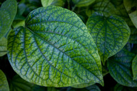Leaf, Wiamea Valley, Oahu