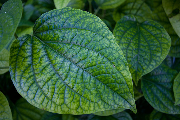 Leaf, Wiamea Valley, Oahu