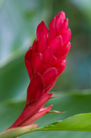 Flower, Wiamea Valley, Oahu