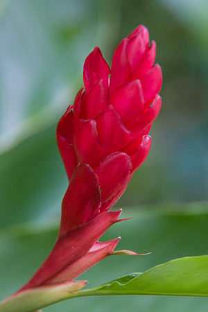 Flower, Wiamea Valley, Oahu