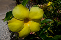 Hawaii Polynesian Cultural Center