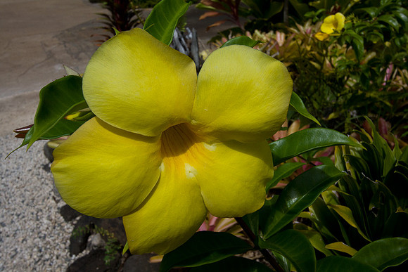 Hawaii Polynesian Cultural Center