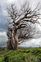 Line of dead Ghost trees  Kahului Area