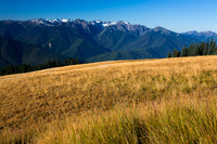 Grass & mountians at Hurricane ridge