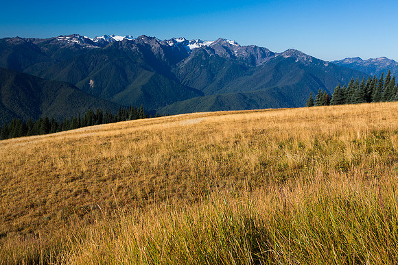 Grass & mountians at Hurricane ridge