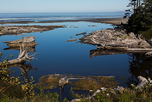 Kalaloch Lagoon #1