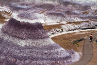 Painted Desert 7, AZ