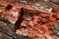 Petrified Forest 3, AZ