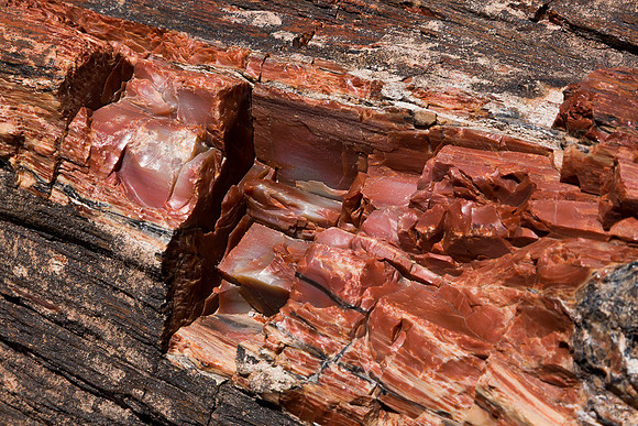 Petrified Forest 3, AZ