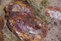 Petrified Log #2, Crystal Forest, Petrified Forest NP