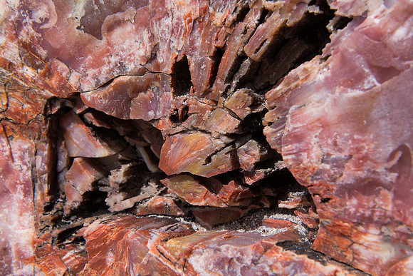 Petrified Forest 8, AZ