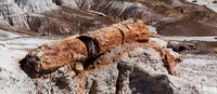 Petrified Tree #2