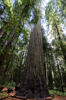 Dyerville Tree