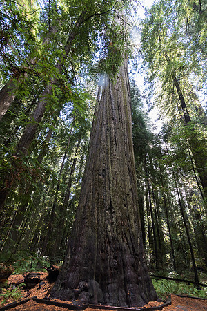 Dyerville Tree