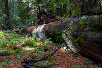 Downed Redwood