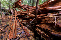 Splintered Windfall Redwood