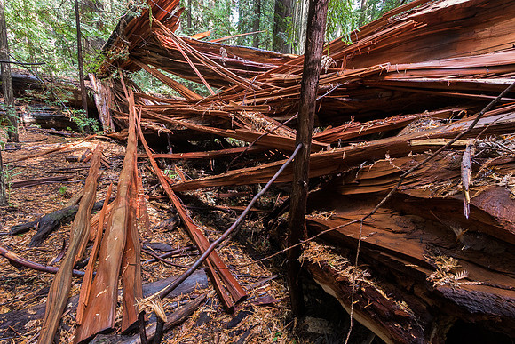 Splintered Windfall Redwood
