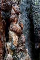Stack of Burls