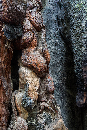 Stack of Burls