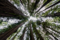 Soaring trees