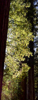 Redwood Glow