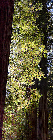 Redwood Glow