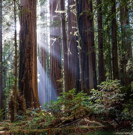 Redwood & Sun Ray
