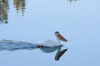 Pelican at Oxbow