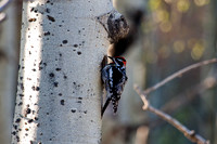 Woodpecker at Teton